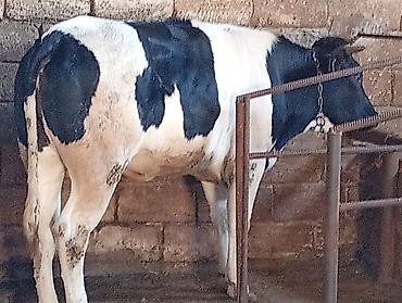 Atlar: Dana Real alıcılar Zeng Etsin — 2