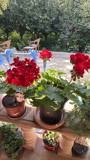 Otaq bitkiləri: Her biri ucuz kimete Gencededi catirma var size yaxin yere ancag — 7