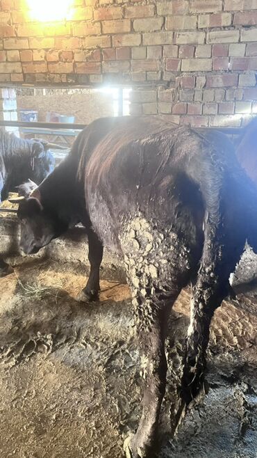 Коровы, быки: Продаю | Корова (самка) | Для разведения | Привязанные — 16