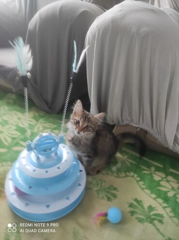 tuklu pişiklər: Pişik üçün interaktiv oyun dəsti - 3 mərtəbəli dairəvi treki olan