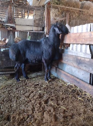 Баран, овца: Продаю | Баран (самец) | Для разведения | Племенные — 4