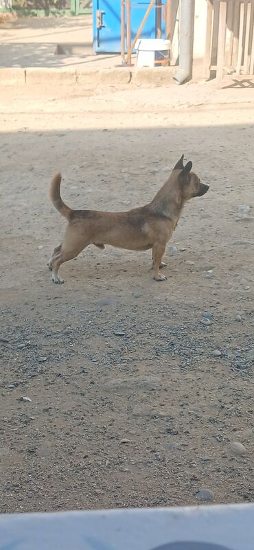 Çixuahua, 1 il, Erkek, Peyvəndli, Ünvandan götürmə