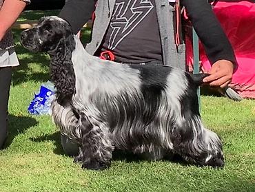 Psi: Engleski koker spanijel u ponudi NOVO LEGLO iz odgajivacnice — 2