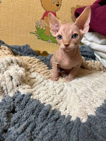 Pişiklər: Sfinks, Erkək, Dişi, Yaxşı əllərə, Ünvandan götürmə, Pulsuz çatdırılma, Ödənişli çatdırılma — 10