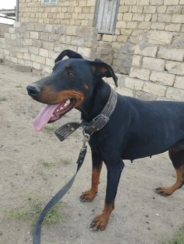 doberman it: Doberman, 2 il, Dişi, Peyvəndli, Ünvandan götürmə