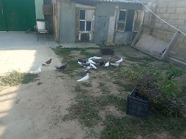 Животные: Salam tam sağlam quşlardır təcili satılır üst üstə 5 manatdan tək tək — 6