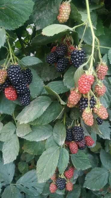 Фрукты и ягоды: ЕЖЕМАЛИНА!!! Продаются саженцы ежемалины. Сорт "Торнфри "( Tornfree) — 6