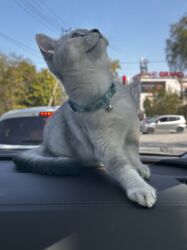 Вязка кошек: Мальчик шотландский скотиш страйт Окрас : белая шиншила Нужна девочка — 9