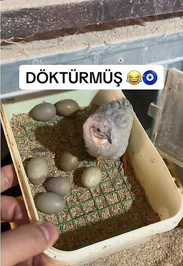 bildircin yumurta: Salam çin bildirçinleri satilir hazir cüt yumurta veren 25 azen — 10