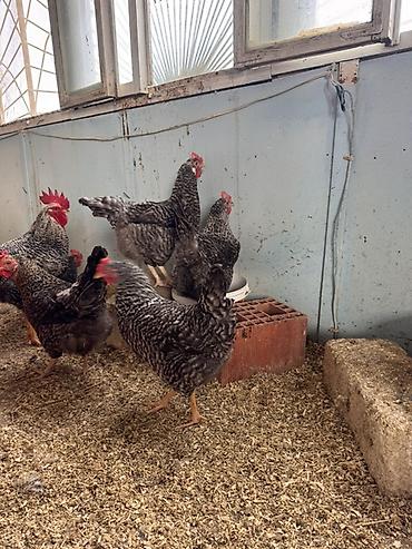 Toyuqlar: Toyuq, Damazlıq, Ödənişli çatdırılma — 9