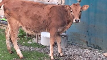 simral inək: Təmiz qan jersey dana satılır