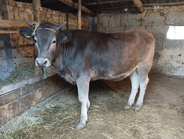 объявления о найденных животных: Корова (молочно-мясного направления) - Окрас: серо-каштановый