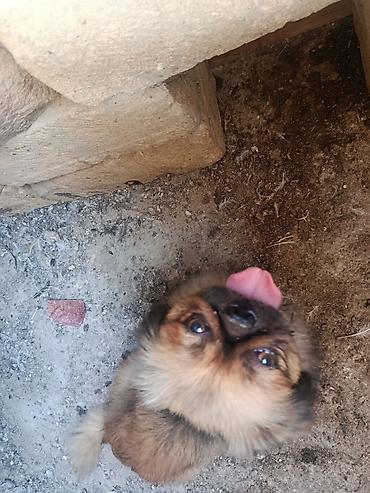 itlərin satşı: Pekines, 2 il, Erkək, Peyvəndli, Ödənişli çatdırılma — 2
