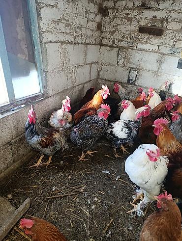 Птицы: Петухи большие — 6