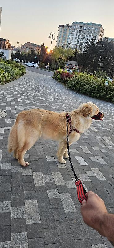 balaca cins itler: Retriever, 1 il, Dişi, Sənədli, Ünvandan götürmə — 2