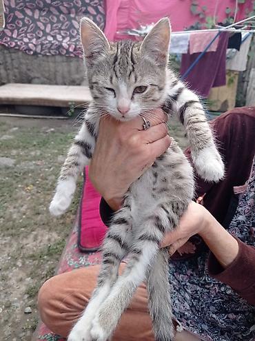 Кошки: Котята - Описание: игривые домашние котята из одного помёта. На фото — 6