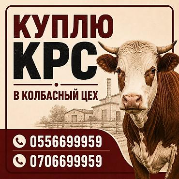собака хаска: Колбасный цех : Коровы, быки, | На забой, на мясо — 1
