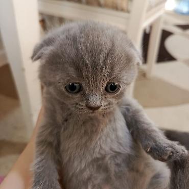 Кошки: Шотландская вислоухая — 6