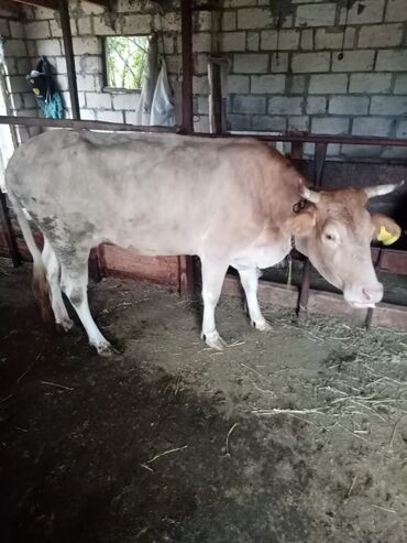 Qoyunlar, qoçlar: Məhsul: Qoyun və inək təsərrüfatı heyvanları - Şəkillərdə fərqli rəng — 8