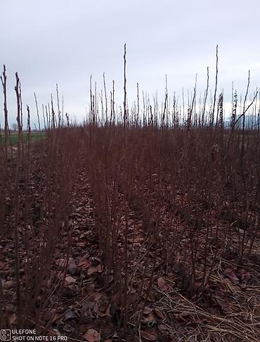 Tinglər: Xurma ağacları satışdadır zəmanətli verilir ağaclar çatdirilma pulsuz — 16