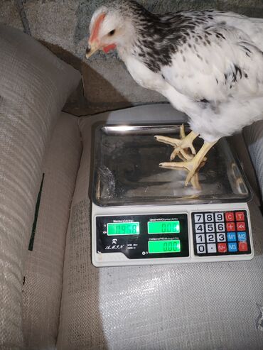 Ticarət tərəziləri: Məhsu:lcolpalar 46 günlükdür. 3 defe vaksin olub. Çəkiləri 700-980 — 2