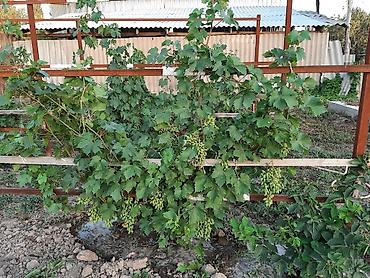 Долгосрочная аренда домов: Продаётся 2 жилых дома на одном участке в Петропавловке ул Фрунзе — 28