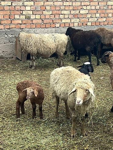 Баран, овца: Продаю | Овца (самка) | Для разведения | Матка — 8