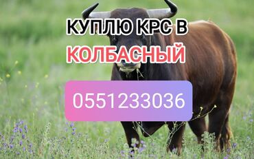 продаю телят: Куплю | Коровы, быки, Лошади, кони | Круглосуточно, Любое состояние, Забитый