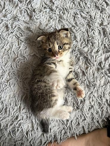котята токмак: Беспородная, 1 месяц, Мальчик, Приучена к лотку — 4