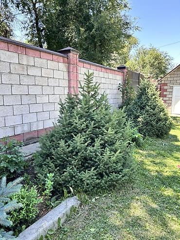модульный стол: Ель голубая (Picea pungens), декоративные садовые растения - Плотная — 1