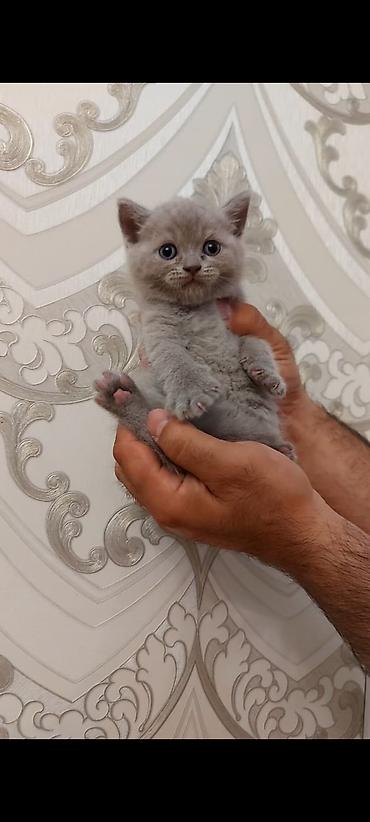 Кошки: Шотландская, Самка, Платная доставка — 3