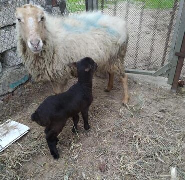 qurbanlıq qoyunlar: Dişi, il: 1, Damazlıq, Südlük