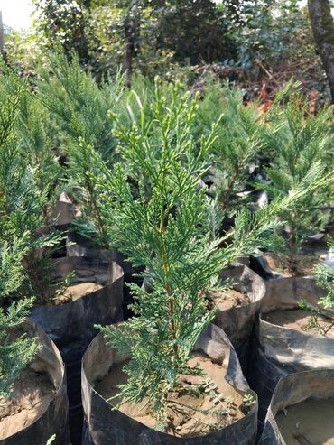 Şitillər: Leylandra tingi - Növ: Thuja/ardıc tipli dekorativ iynəyarpaq — 5