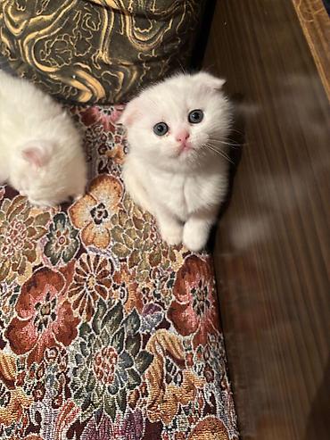 Pişiklər: Şotland, Erkək, Dişi -da lalafo.az — 7 Pişiklər: Şotland, Erkək, Dişi — 7