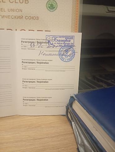 Продажа собак: Предлагаются к продаже щенки лабрадор-ретривера. 🔸 Возраст: 34 дней 🔸 — 11
