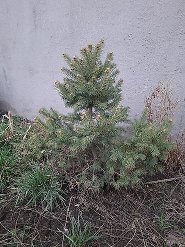 Сосна: Сосна обыкновенная и ель колючая (голубая) — саженцы для озеленения — 6