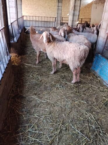 Бараны, овцы: Продаю | Овца (самка) | Арашан | Для разведения | Котные, Матка, Племенные — 13