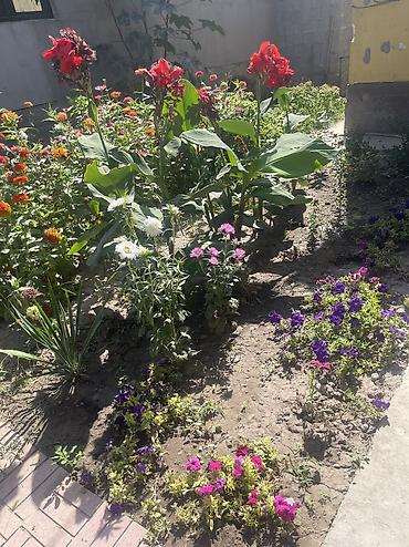 Продажа коттеджей и домов: Продается Дом 90 кв.м. Участок 4,5 сот. Дом 3 ком. Душ, туалет at lalafo.kg — 9 Продажа коттеджей и домов: Продается Дом 90 кв.м. Участок 4,5 сот. Дом 3 ком. Душ, туалет — 9