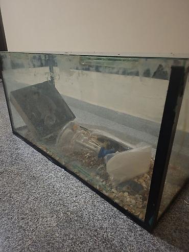 heyvan bazari: Dördbucaq akvarium, Boş, 100 l — 2