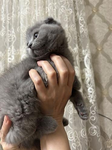 Кошки: Шотландская вислоухая, Самка, Самовывоз, Бесплатная доставка, Платная доставка — 3
