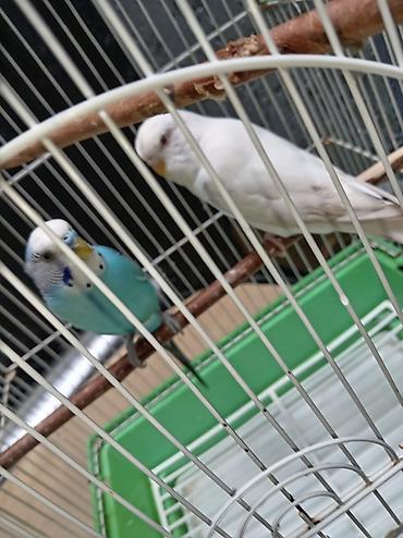 bulbul quşu satışı: Tutuquşu dəsti satılır Qəfəslə birlikdə üstündə Yemi 1 banka,Mil — 1
