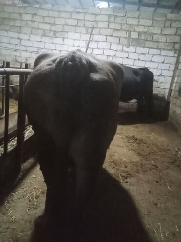 Inəklər, öküzlər: Dişi, il: 2, 540 kq, Ətlik, Ödənişli çatdırılma — 7