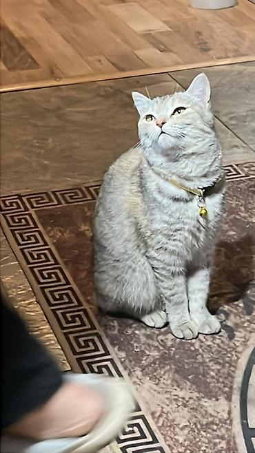 Находка и пропажа кошек: Пропала : Беспородная, Девочка — 13