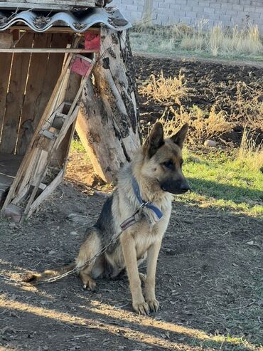 собака доберман сколько стоит: Продаю овчарку