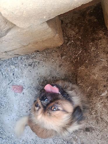itlərin satşı: Pekines, 2 il, Erkək, Peyvəndli, Ödənişli çatdırılma — 1
