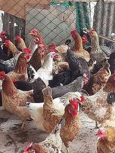 dişi qaz: Toyuq, Damazlıq, Ünvandan götürmə, Ödənişli çatdırılma — 1