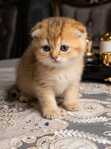 Pişiklər: Şotland — 1