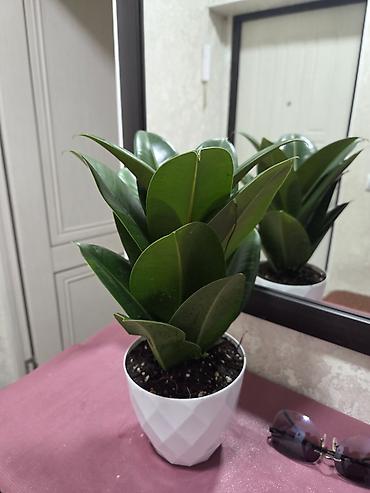 Монстеры: Монстера делициоза (Monstera deliciosa) в горшке - Эффектное — 3