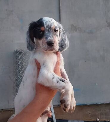 Psi: Na prodaju Štenad engleskog setera. Ovi predivni stenci su šampionskog — 11