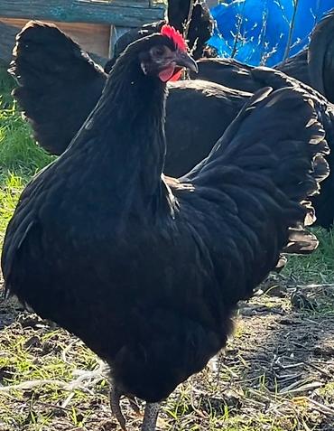 avstrolop cuceleri: Toyuq, Australorp, Yumurtalıq, Ödənişli çatdırılma — 3